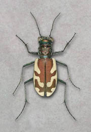 Cicindela Lengi  Lengi