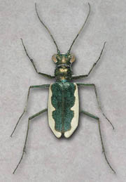 Cincindela Circumpicta Johnsoni