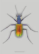 Bicolored Mound dwelling Tiger Beetle image