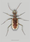 Cream-edged Tiger Beetle image