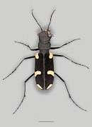 Teak Tiger Beetle image