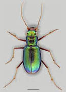 Stout Tiger Beetle image