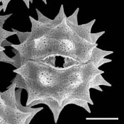 Pollen Grain S.E.M - <em> Amblyolepis setigera</em> - Huisache daisy