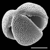 Pollen Grain S.E.M - <em> Brazoria_pulcherrima</em> - Centerville brazos-mint