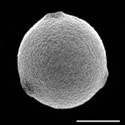 Pollen Grain S.E.M - Cannibis sativa - Marijuana, Hemp