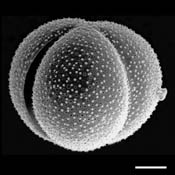 Pollen Grain S.E.M - <em> Claytonia virginica</em> - Virginia spring beauty