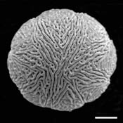 Pollen Grain S.E.M - <em> Ipomopsis rubra</em> - Standing-cypress