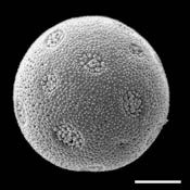 Pollen Grain S.E.M - <em> Liquidambar styraciflua</em> - Sweetgum