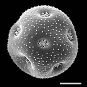 Pollen Grain S.E.M - <em> Minuartia drummondii</em> - Drummond's stitchwort