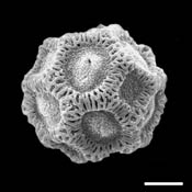 Pollen Grain S.E.M - <em> Opuntia stricata</em> - Erect pricklypear cactus