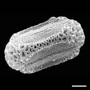 Pollen Grain S.E.M - <em> Polygonella americana</em> - Southern jointweed