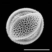 Pollen Grain S.E.M - <em> Salix exigua</em> - Narrowleaf willow