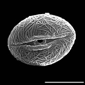 Pollen Grain S.E.M - <em> Sedum nuttallianum</em> - Yellow stonecrop