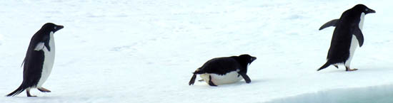 tobogganing