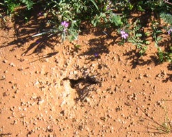 ant mound