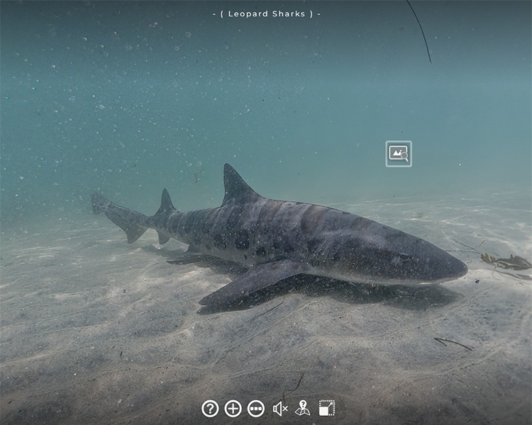 Marine view of leopard shark