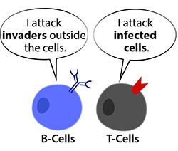 B and T cell comparison