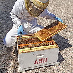 Beekeeper in a white protective suit and hood examines a panel from a bee colony.