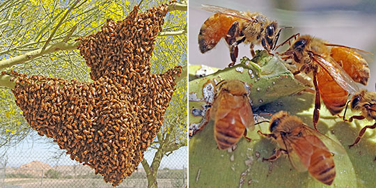 Swarm of honey bees hang from a Palo Verde tree.