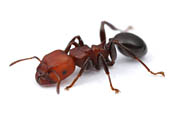 Ant image