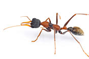 Ant image