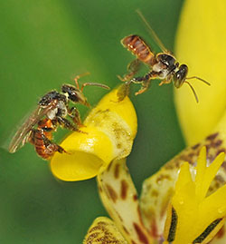 Stingless bees on a flower.