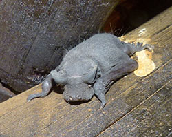 Angolan free-tailed bat