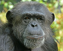 Chimpanzee