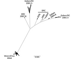 Ebola phylogenetic tree