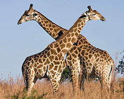 Giraffes