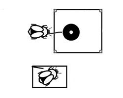 Bee observing experimental set up