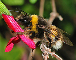 Bombus terrestris drinking nectar