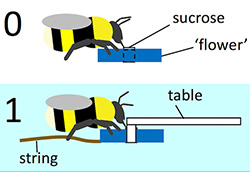 Bees learning to pull a string