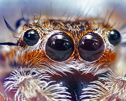 Jumping spider eyes