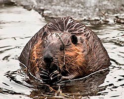 image of a beaver