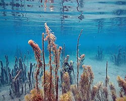 image of algae in vad lake