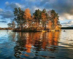 image of trees surrounded by water