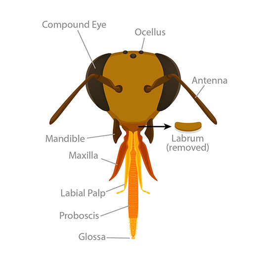 Bee head anatomy