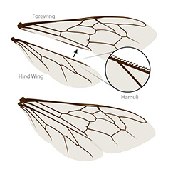 Bee wing anatomy