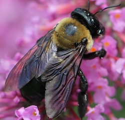 carpenter bee