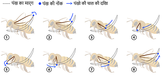 Bee flight wing path