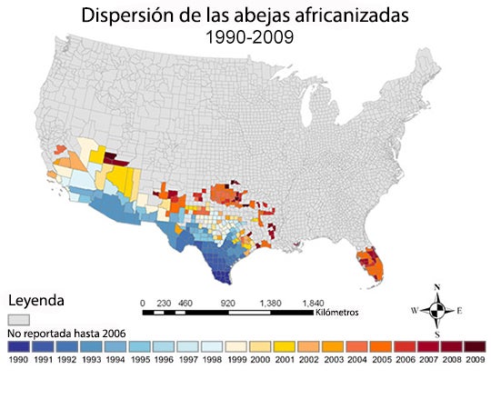 Map showing the spread of Africanized honey bees in the United States.