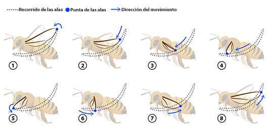 vuelo de abeja