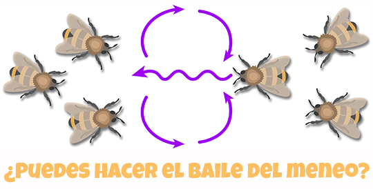 Abeja baile del meneo