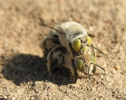 Centris pallida mating.