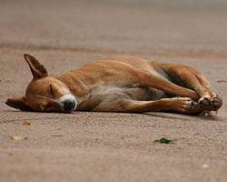 Dog sleeping in road