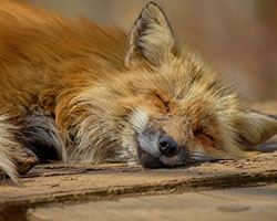 Sleeping fox