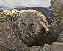 New Zealand Fur Seal