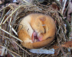 Hibernating dormouse