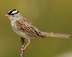 White-crowned sparrow